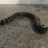 Articulated snake image