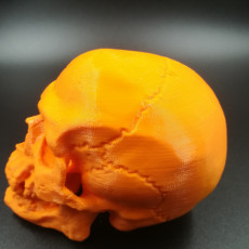 Picture of print of Free Detailed Skull