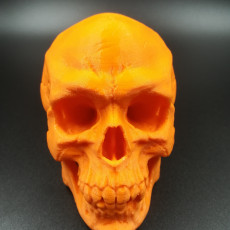 Picture of print of Free Detailed Skull