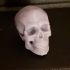 Free Detailed Skull print image