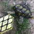 Box Turtle image