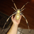 Brown Widow Spider image