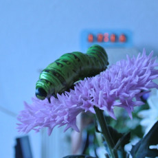 Picture of print of Juicy Caterpillar