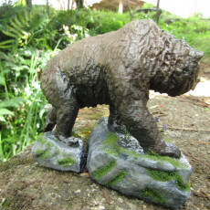Picture of print of Grizzly 28mm
