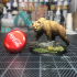 Grizzly 28mm image