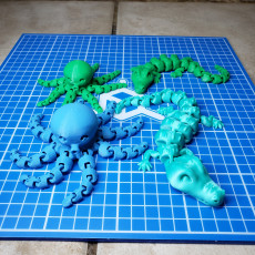 Picture of print of Cute Mini Octopus This print has been uploaded by Mike Shimek