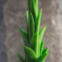 Tabletop plant: Tree Agave image