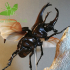 Siamese rhinoceros beetle image