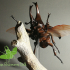 Siamese rhinoceros beetle image