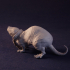 Manny the Monstrous Mole-Rat Tabletop Miniature (03) image