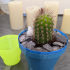generic cactus plant pot image