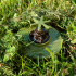 PMA-2 (Apers landmines) image
