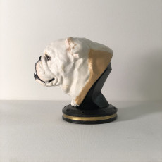 Picture of print of English Bulldog