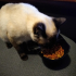 Raised Cat Food Bowl image