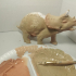 Baby Triceratops image