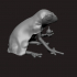Rough Frog - Boardgame Animal Collection image