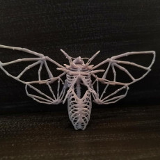 Picture of print of Deaths Head Hawkmoth Skeleton