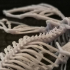 Deaths Head Hawkmoth Skeleton print image
