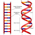 E3D+VET exercise: DNA image