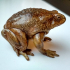 Realistic Toad image