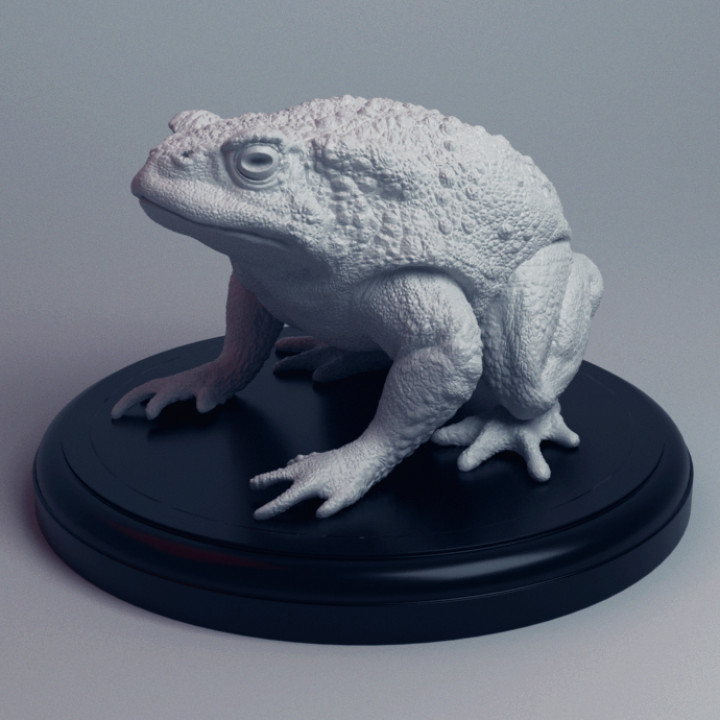 Realistic Toad