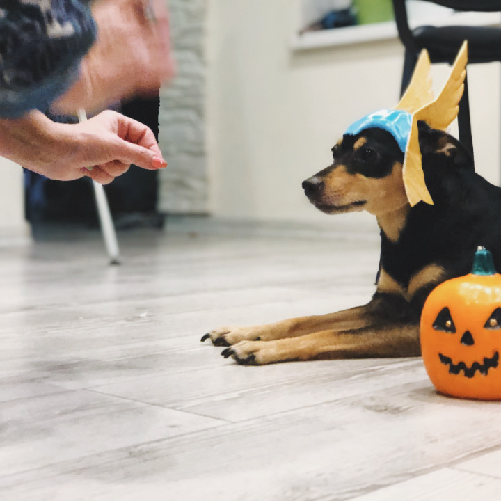 A creative dog Halloween mask designed in SelfCAD