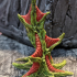 Tabletop plant: "Webbing Tree" (Alien Vegetation 17) print image