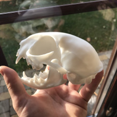Picture of print of Domestic Cat Skull