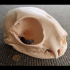 Domestic Cat Skull image