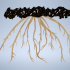 Fibrous Roots image