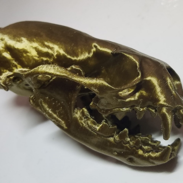 River Otter Skull