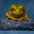 Chilling Frog image