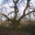 Lickey Hills Country Park tree knot (Birmingham UK) image