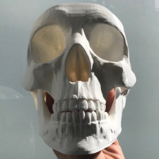 230x230 skull 1