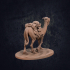 Rose the Camel - Presupported image