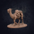 Rose the Camel - Presupported image