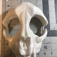 Picture of print of Cat Skull Mask This print has been uploaded by Nathaniel