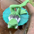 Mr J Pond: Froggy on a Lilypad image