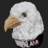 bald eagle image